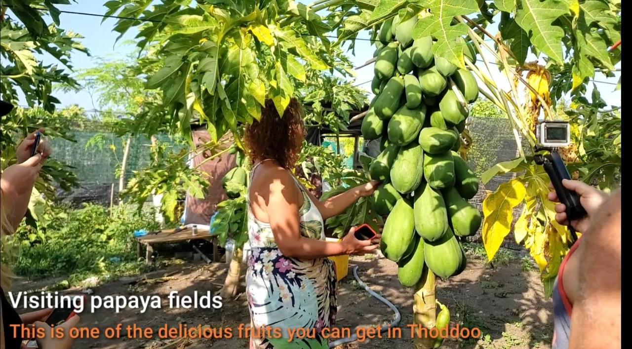 Thoddoo Beach Holiday المظهر الخارجي الصورة